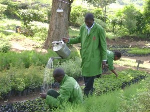 AFR100 To Restore 100 Million Hectares Of Land In Africa Earth