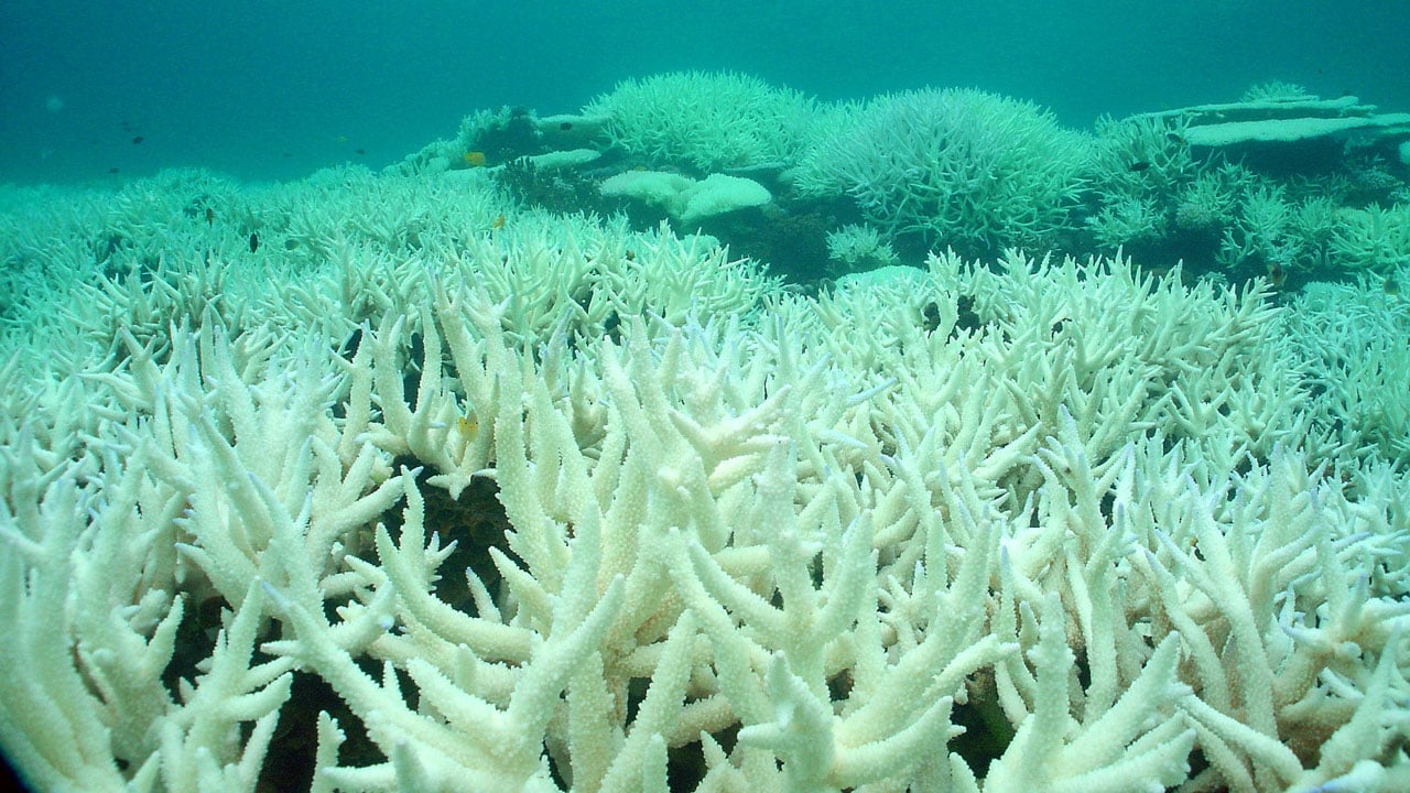 Ocean Acidification and Coral Bleaching