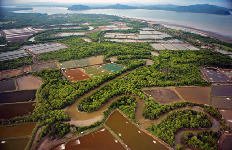 The Blue Revolution: The Rise of Modern Aquaculture