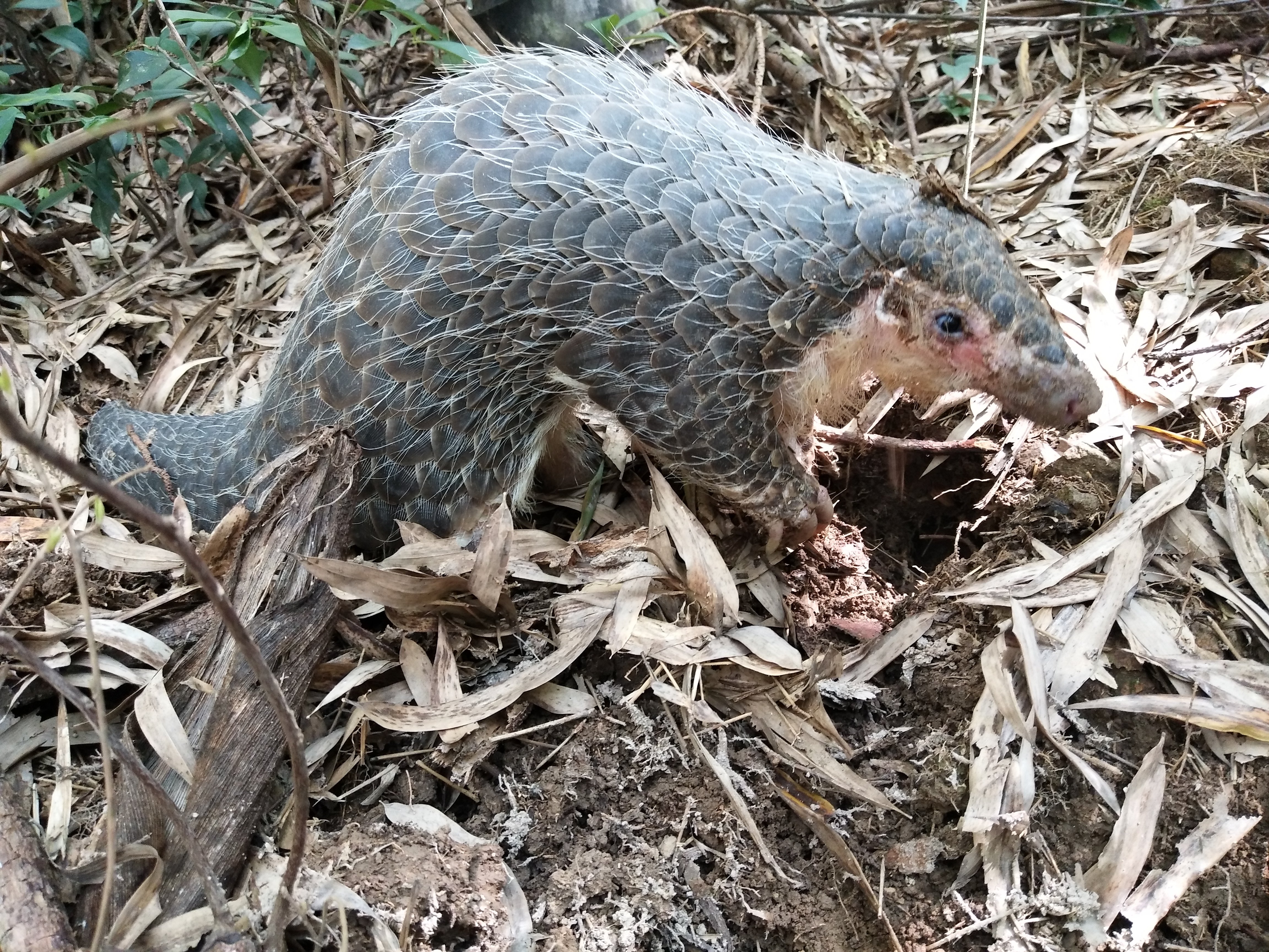 Scale of survival: A look at Chinese efforts to tackle the illegal pangolin trade 