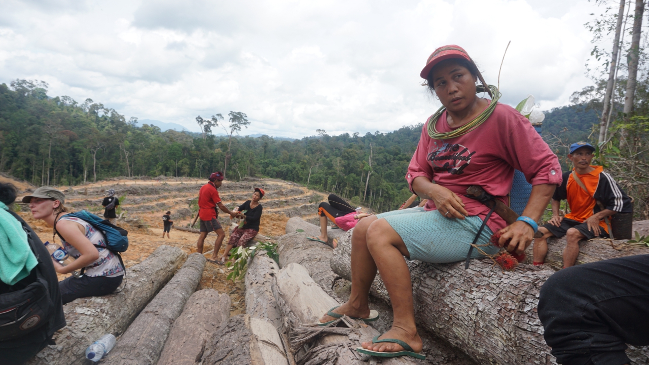 Protecting the Last Forest of Lamandau