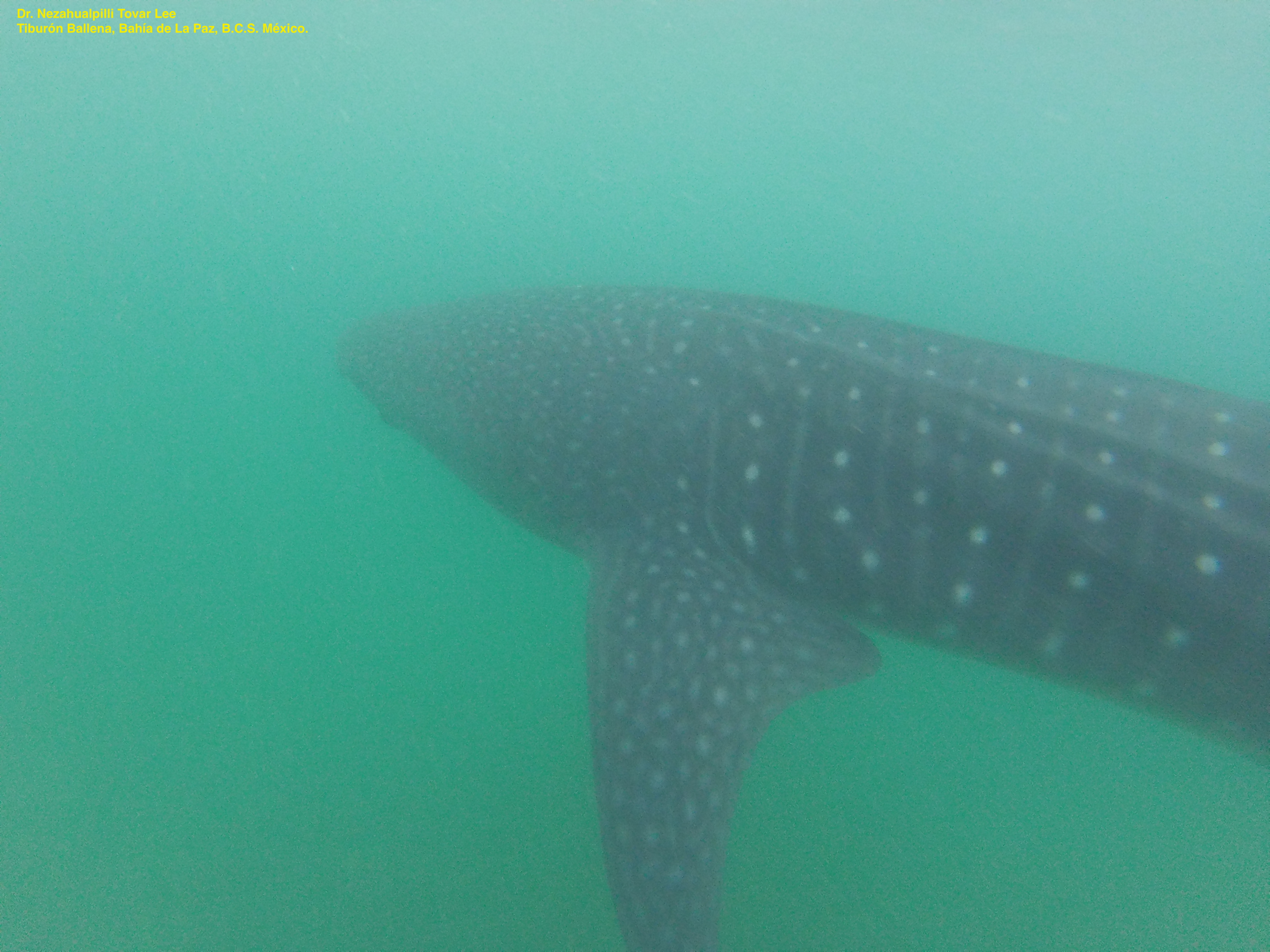 Scientists spotlight plight of whale shark in South and Central America