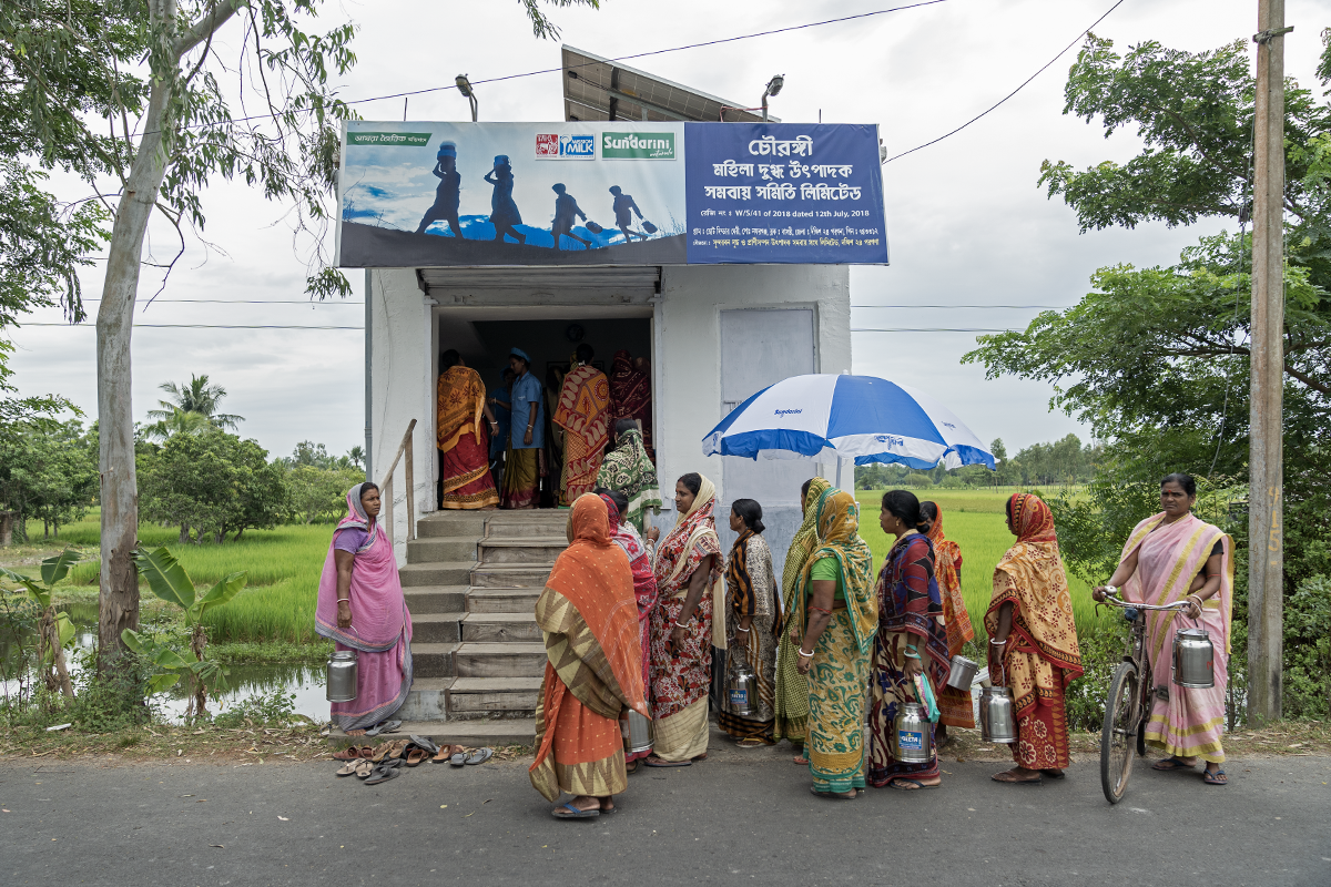 Sundarbans women lead the way in making dairy farms organic