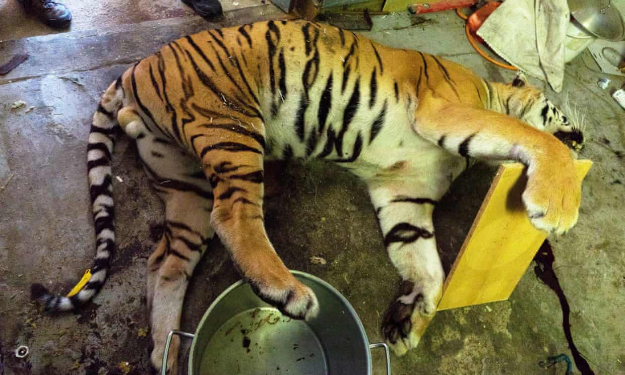 Gruesome discovery of Czech tiger farm exposes illegal trade in heart of Europe