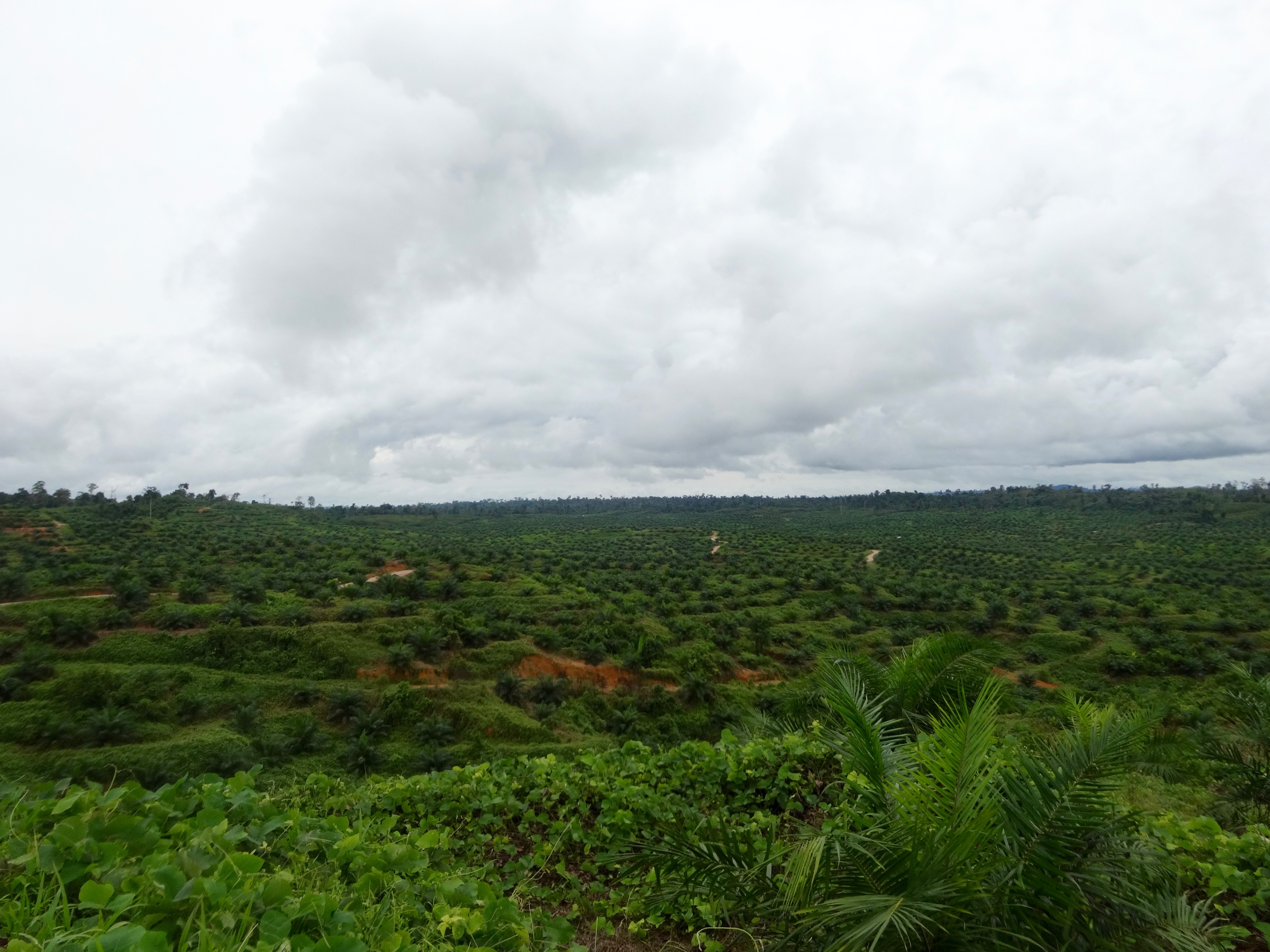 In funding palm oil giants, banks may share in ‘sins of the companies’