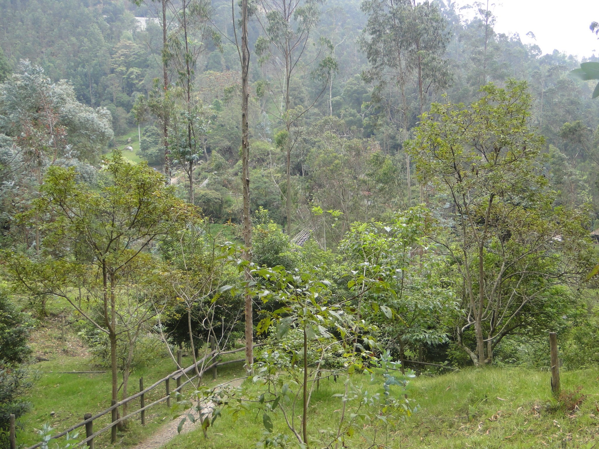 Biological corridors: Five conservation initiatives in Colombia