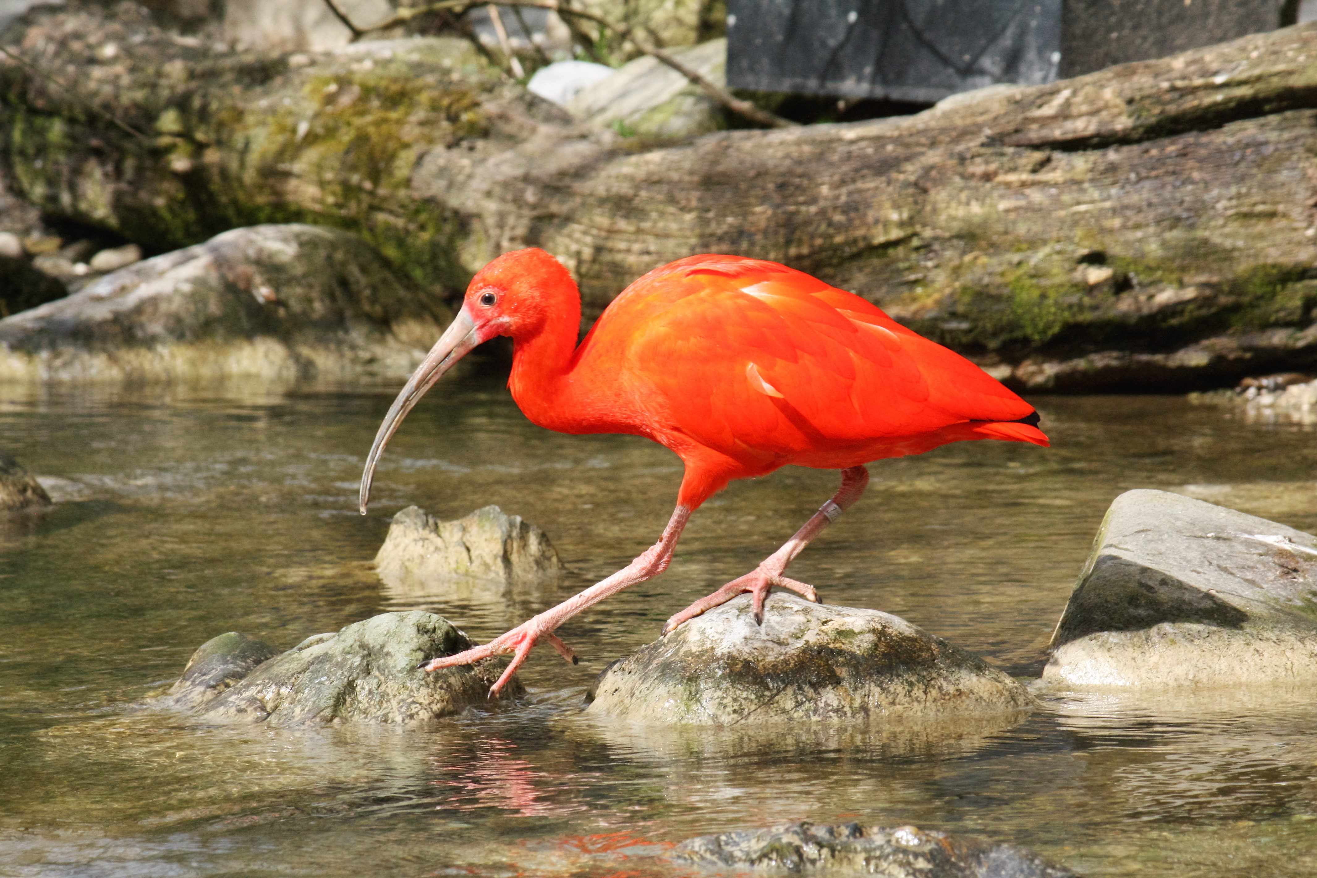 Trinidad and Tobago boosts scarlet ibis protection