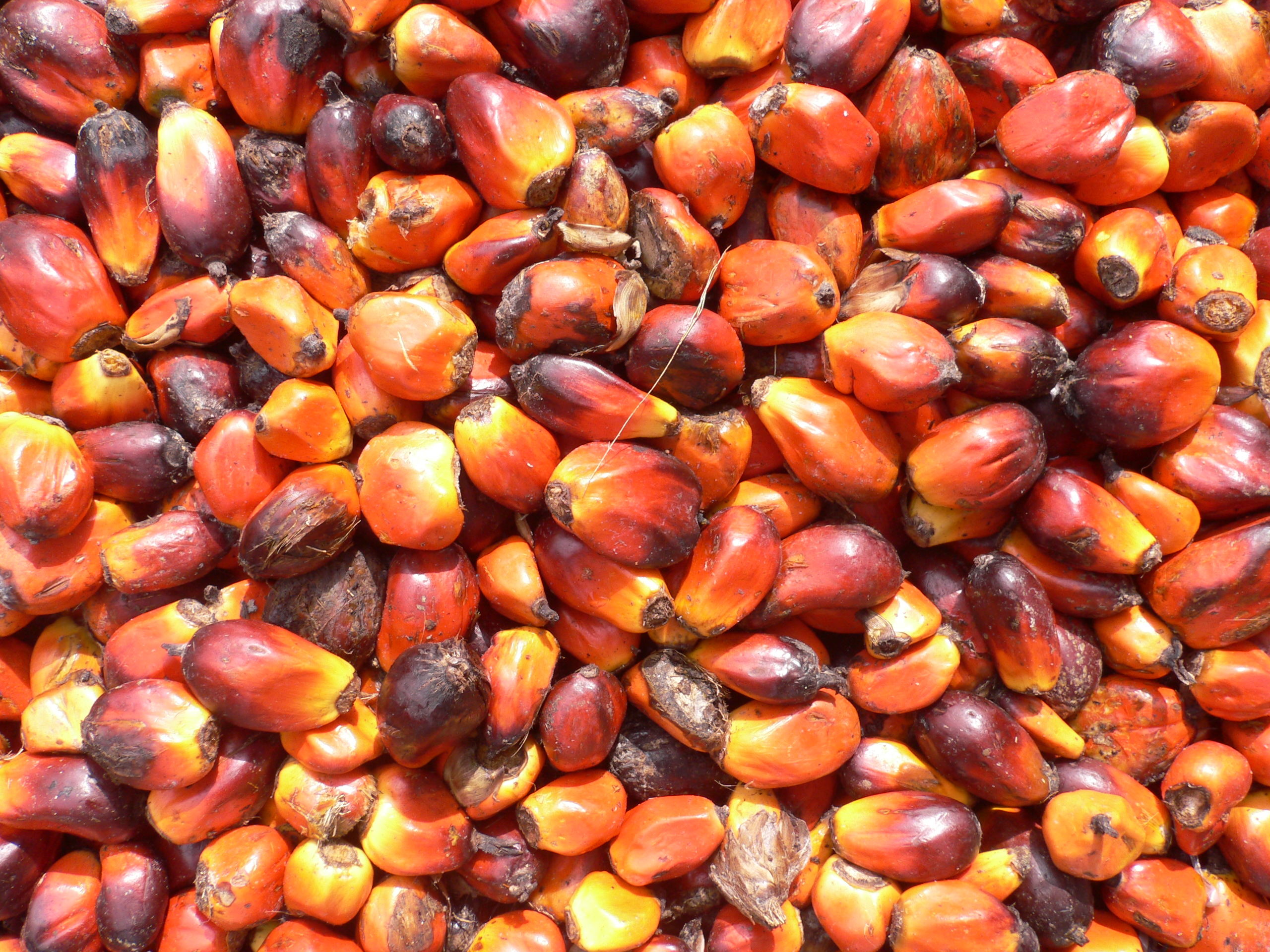 ‘Empty pocket season’: Dayak women farmers surviving the impacts of palm oil