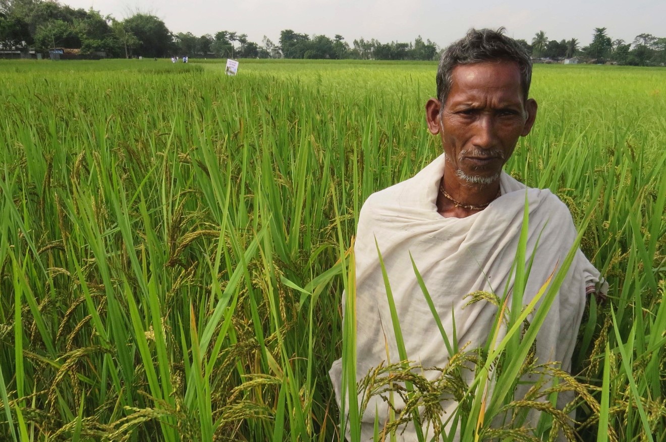 Reviving Traditional Rice Varieties in West Bengal