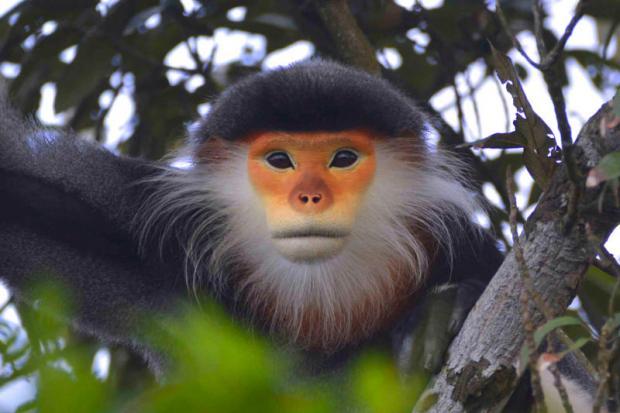 A Monkey Sanctuary Hangs on in Vietnam