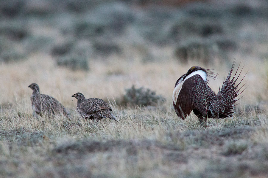 Group effort rules the roost in Wyoming, then Washington intervenes