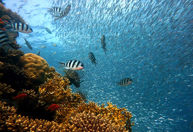 India among eight nations gets funds for marine conservation