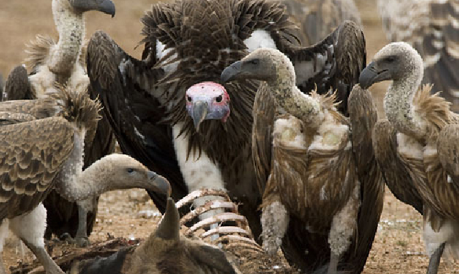 The Surprising Value And Sorry Fate Of Zimbabwes Last Vultures Earth Journalism Network