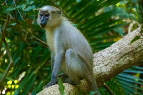Kenya: Rare primates and Delta’s pride