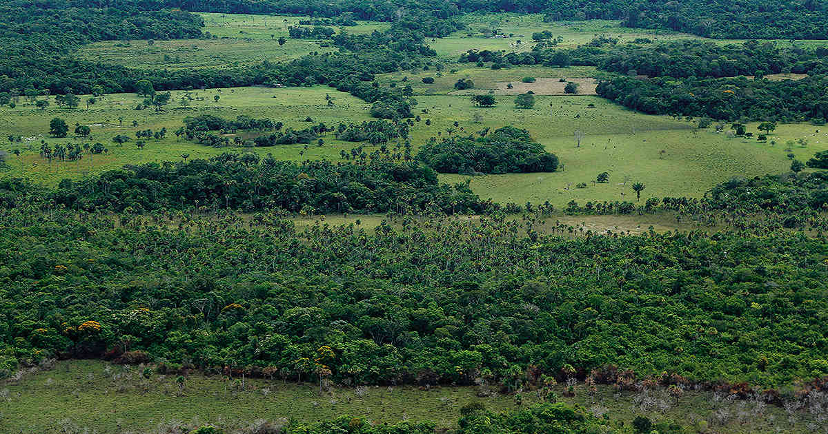 11 officials for 53,000 square kilometers: the Government's weakness to tackle deforestation in Guaviare