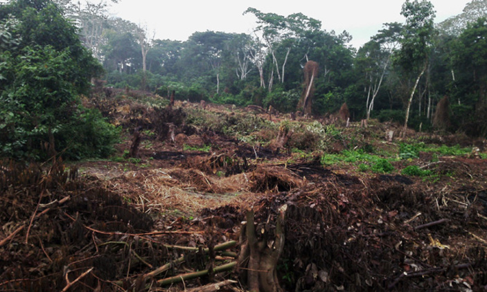 Climate change fight: Countries urged to make forest protection a priority