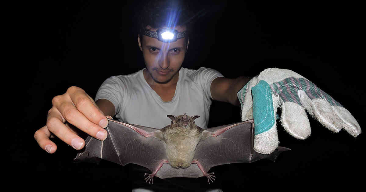 The rare bat that could disappear due to a planned road in the Amazon