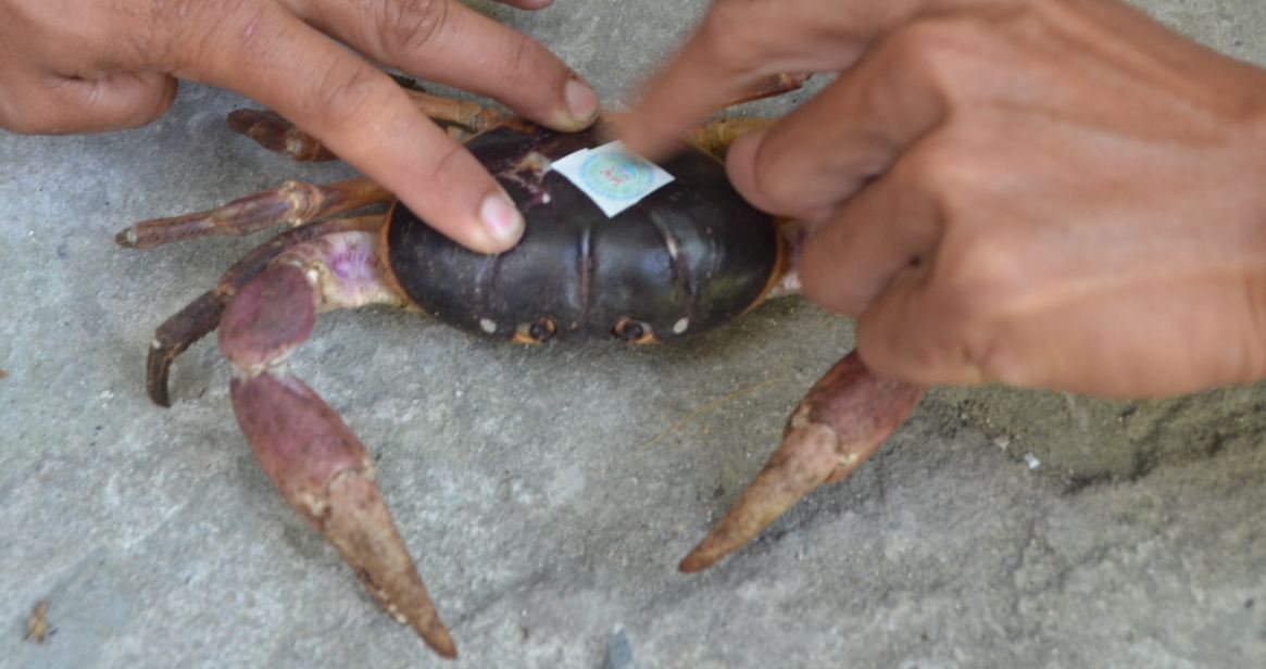 Community-led initiative saves crabs, boosts economy in Vietnam