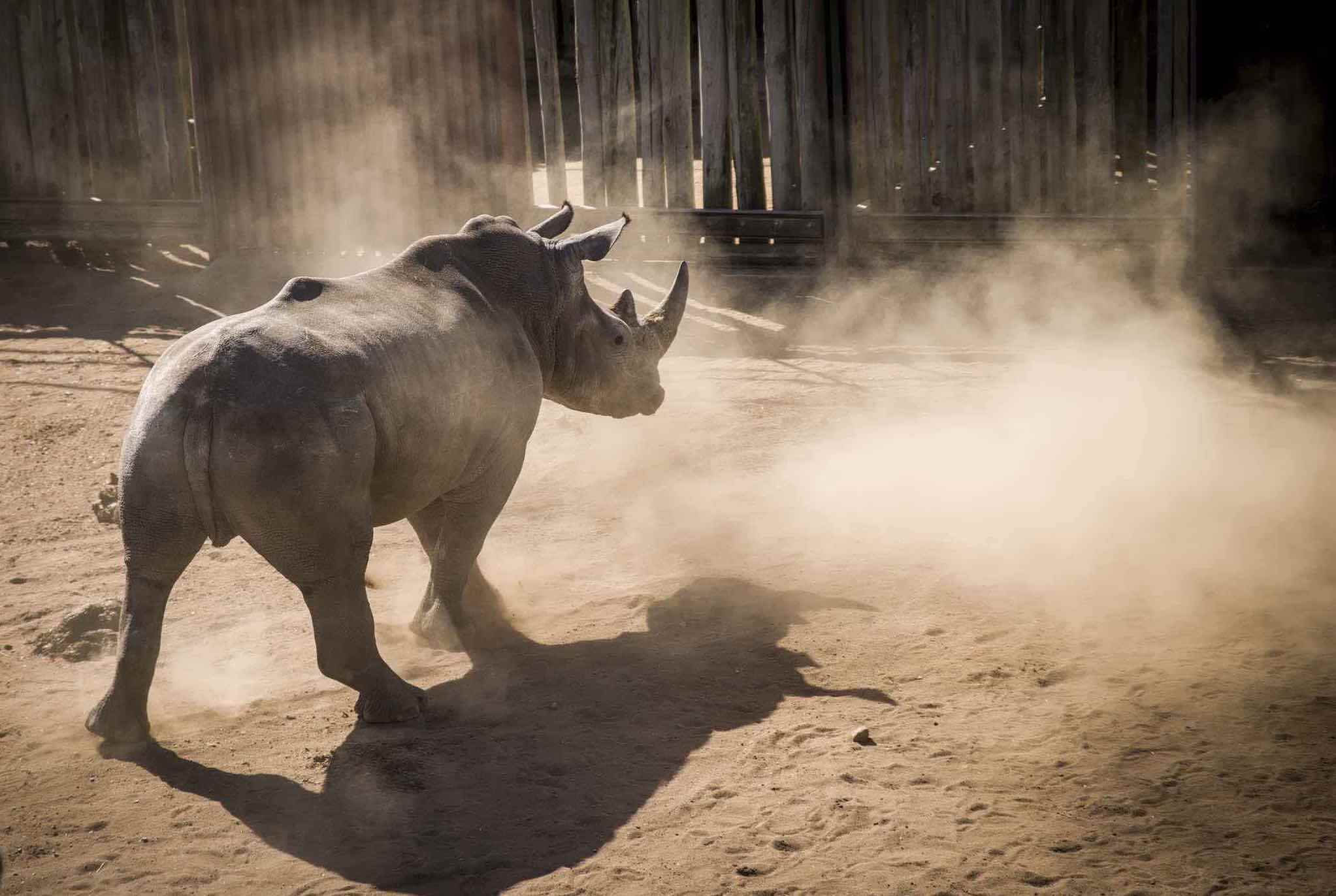 Rhino horn trade will threaten its existence: US wildlife advocate