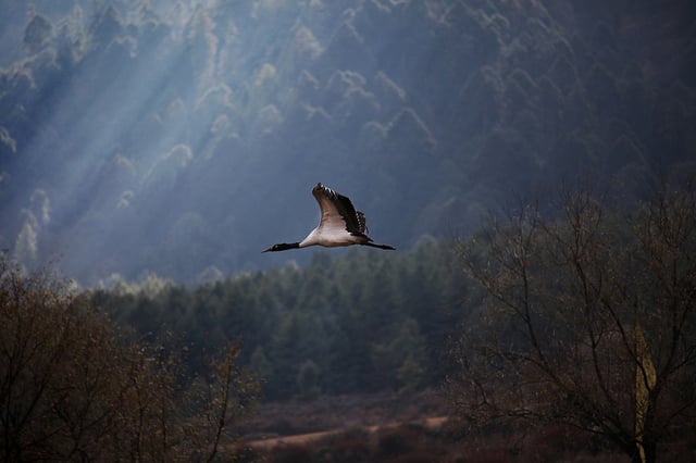 Mining in Tibet poses threat to black-necked cranes 