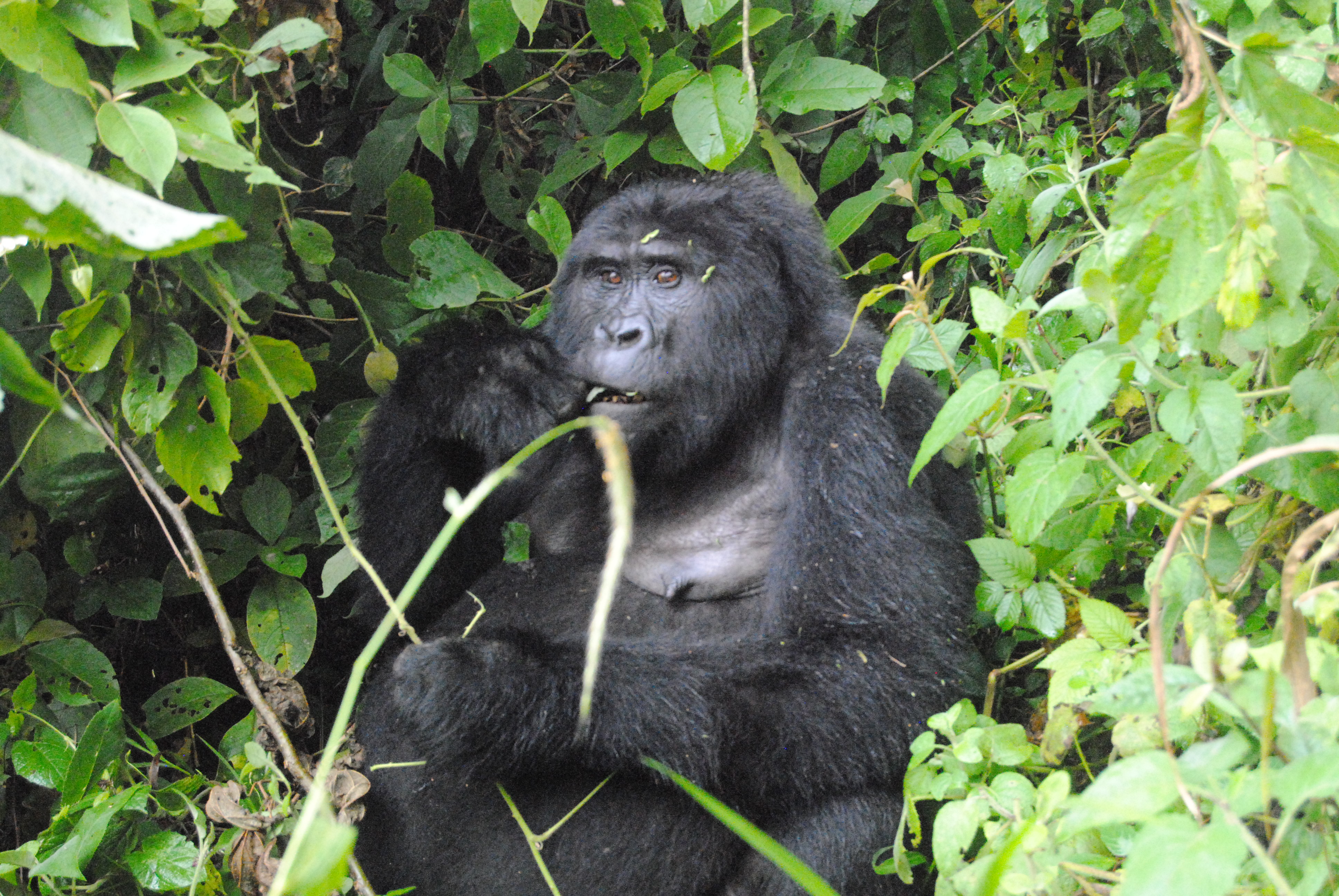 From conflict to coexistence, part 3: Human-gorilla conflict management efforts pay off