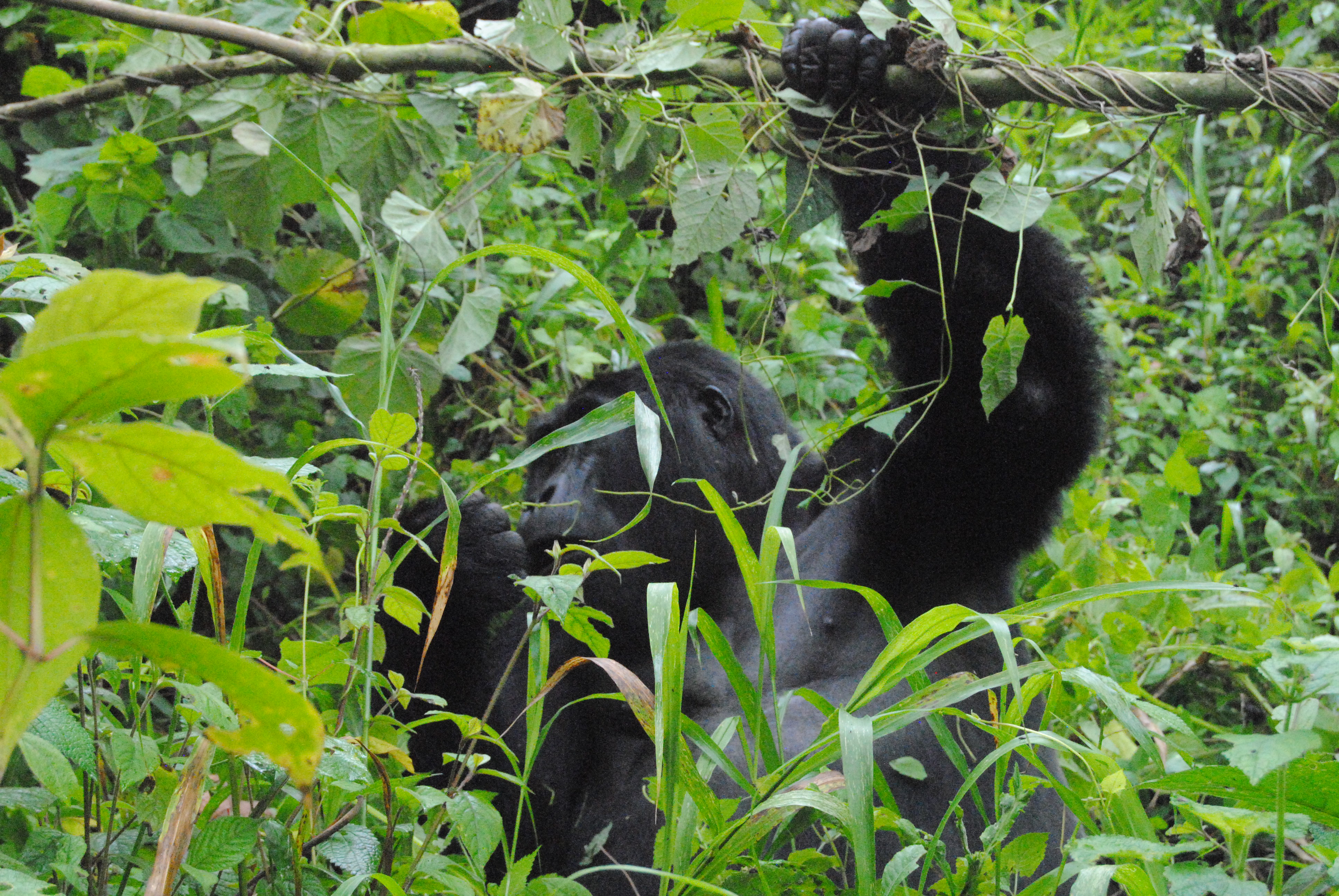 From conflict to coexistence: Living sustainably with Uganda's mountain gorillas