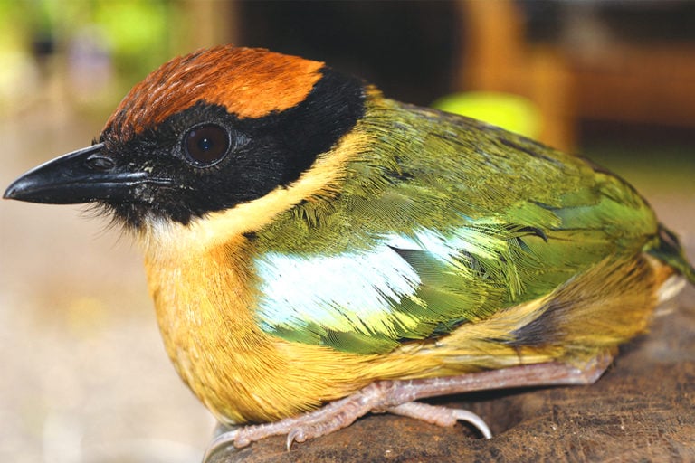 Pity the Pitta, an avian ambassador for threatened Solomons biodiversity