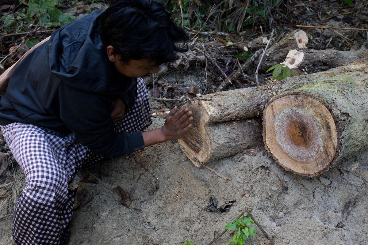 A fight to control chainsaws in Myanmar could turn the tide on illegal logging