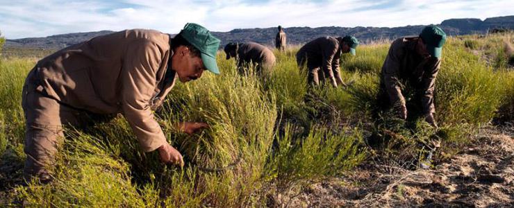 Rooibos farmers go wild to survive