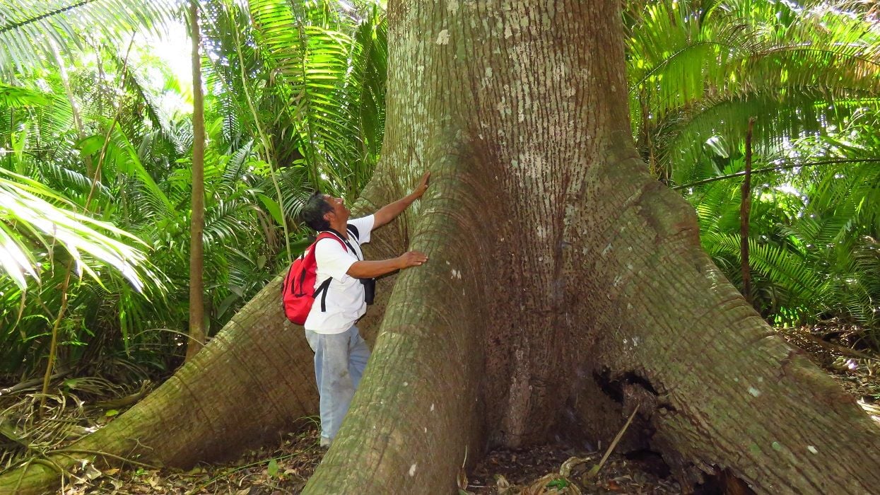 An alliance in the Mayan forest efficiently manages forest resources
