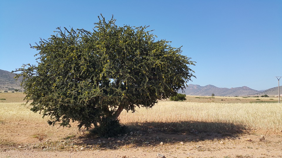  Balancing the past and future of Argan trees