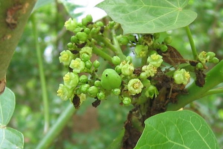 Jatropha: A possible green energy solution?