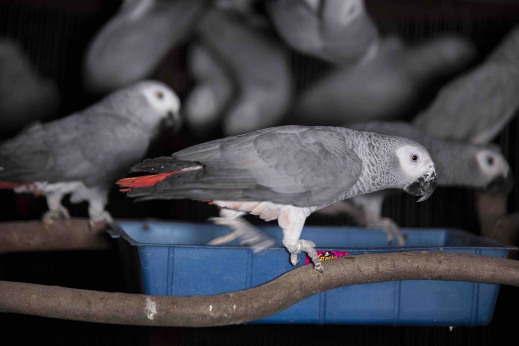 Grey area: The illicit parrot trade and South Africa's captive-breeding industry