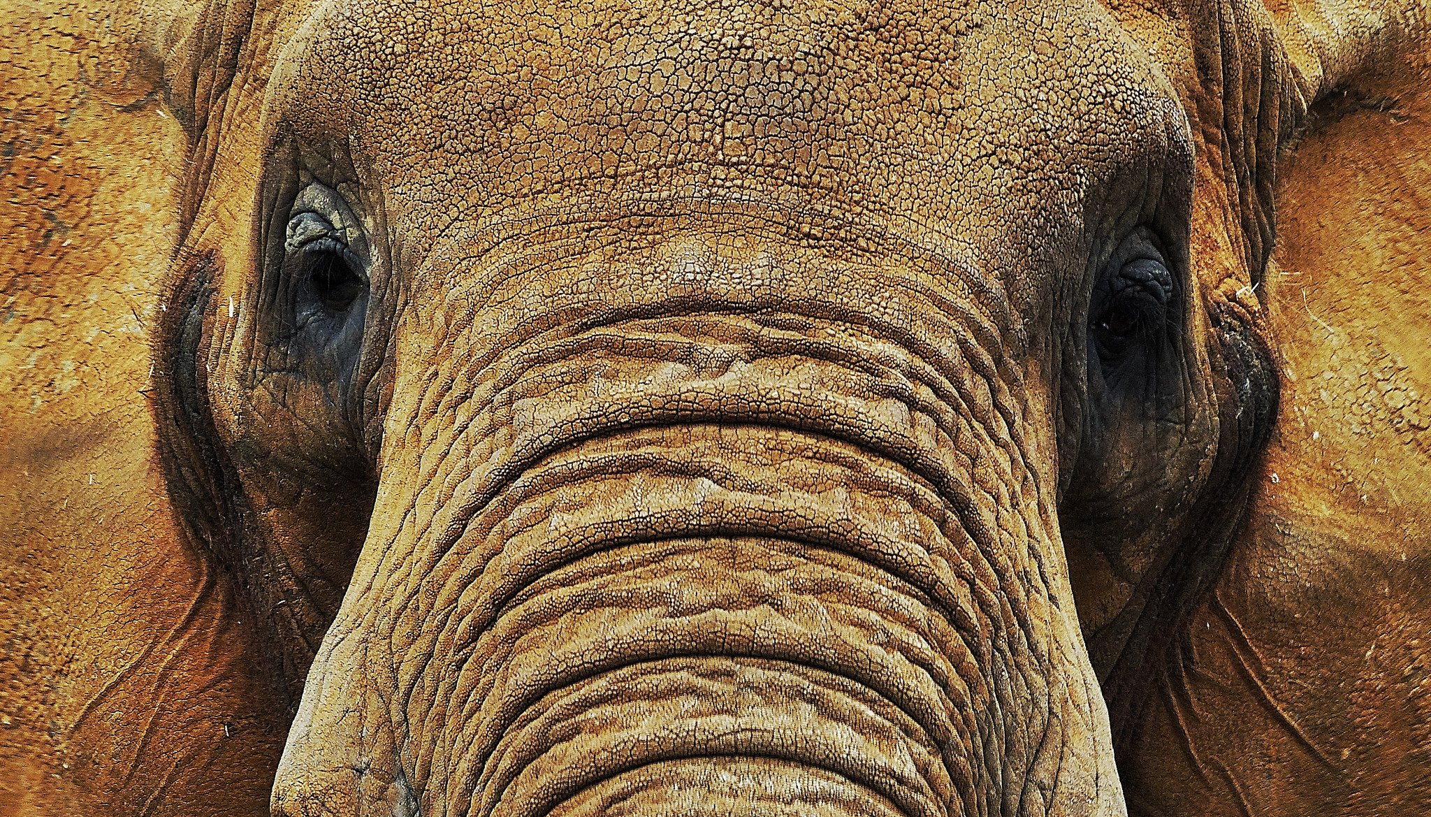 African elephant population fell by 30% in just seven years