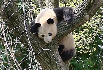 La conservación funciona para el panda, pero debe aumentar para salvarlo / Conservation works for the panda, but must increase to save it