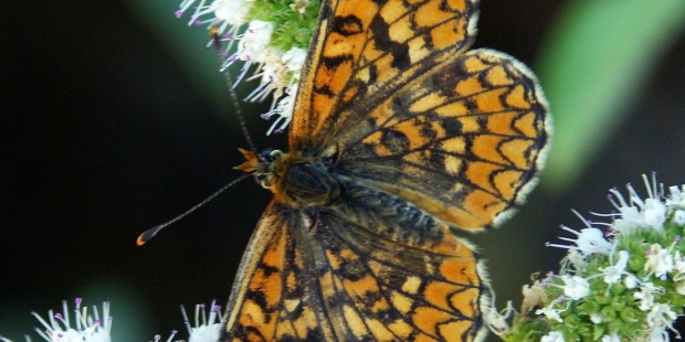  19 Mediterranean butterfly species on the verge of extinction