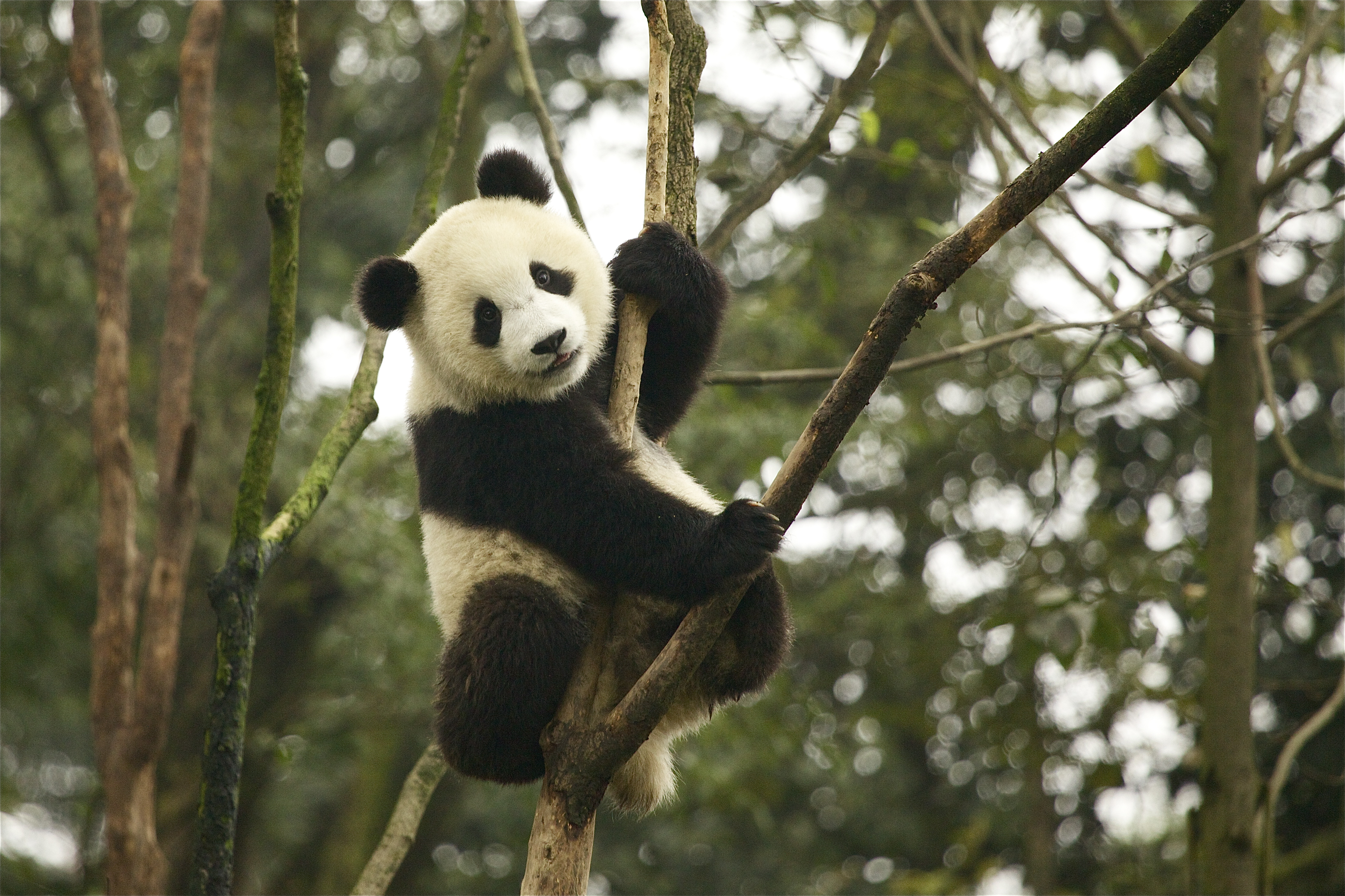 Panda No Longer ‘Endangered’ in IUCN Red List Update