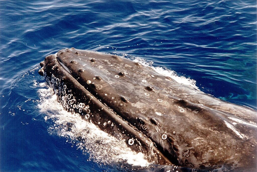 Four votes to protect the South Atlantic whales