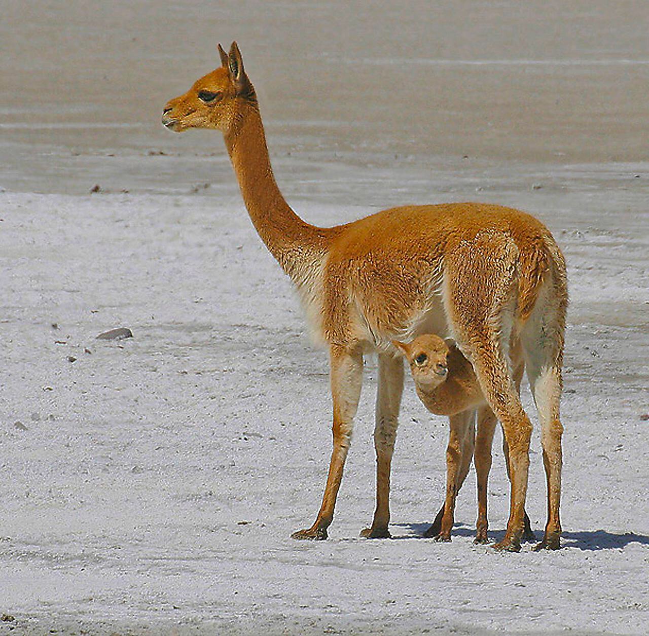 Saving the vicuña to save the people of the Andes