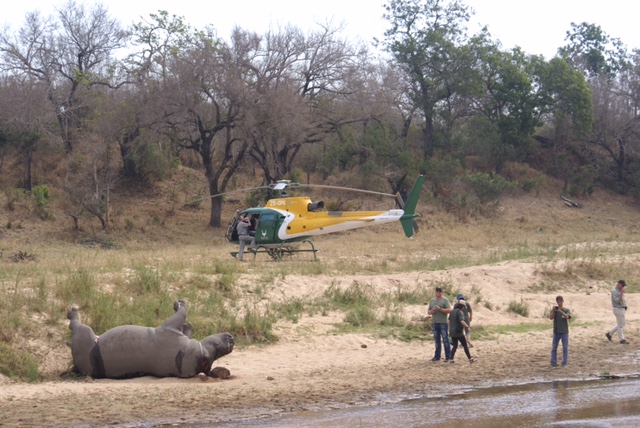 Poaching syndicates target Kruger rangers