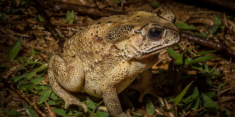 Can Madagascar get rid of this troubling toad before it is too late?