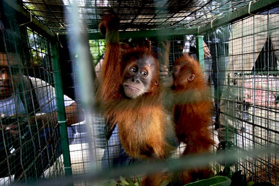 Indonesia mulls revision of orangutan conservation plan