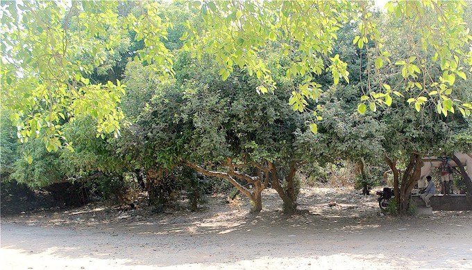 Changing climate threatens sacred groves