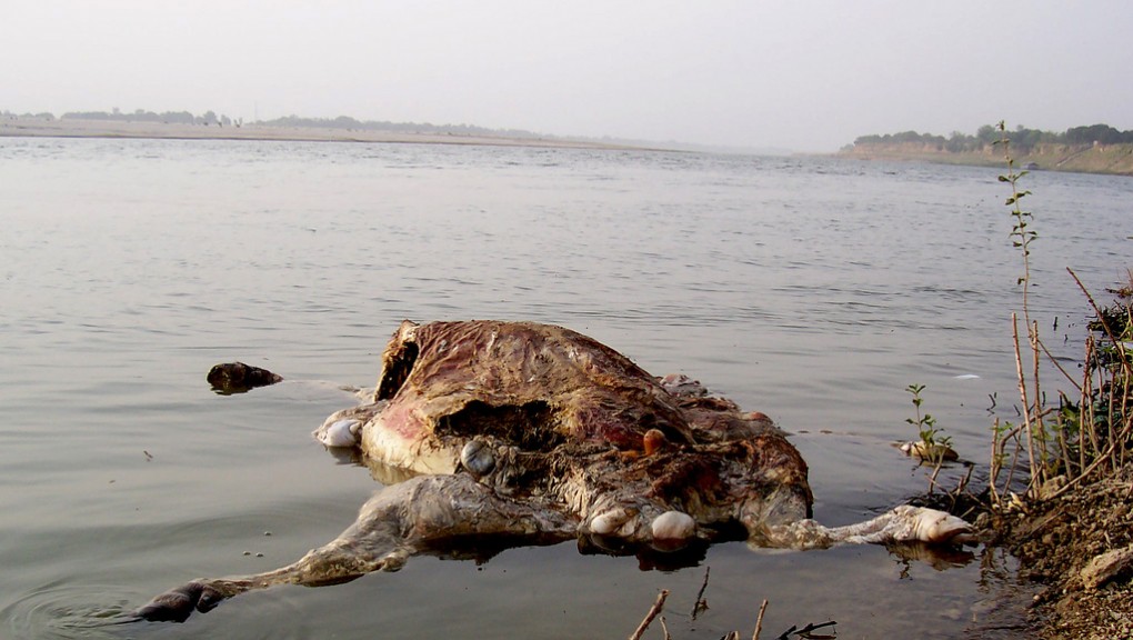 Carcasses in the Ganga