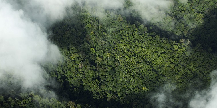 Global deforestation is decreasing. Or is it?