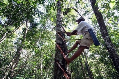 Subnational governments in Mexico are looking for finance against deforestation
