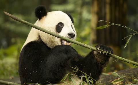 Commercial logging threatens panda survival