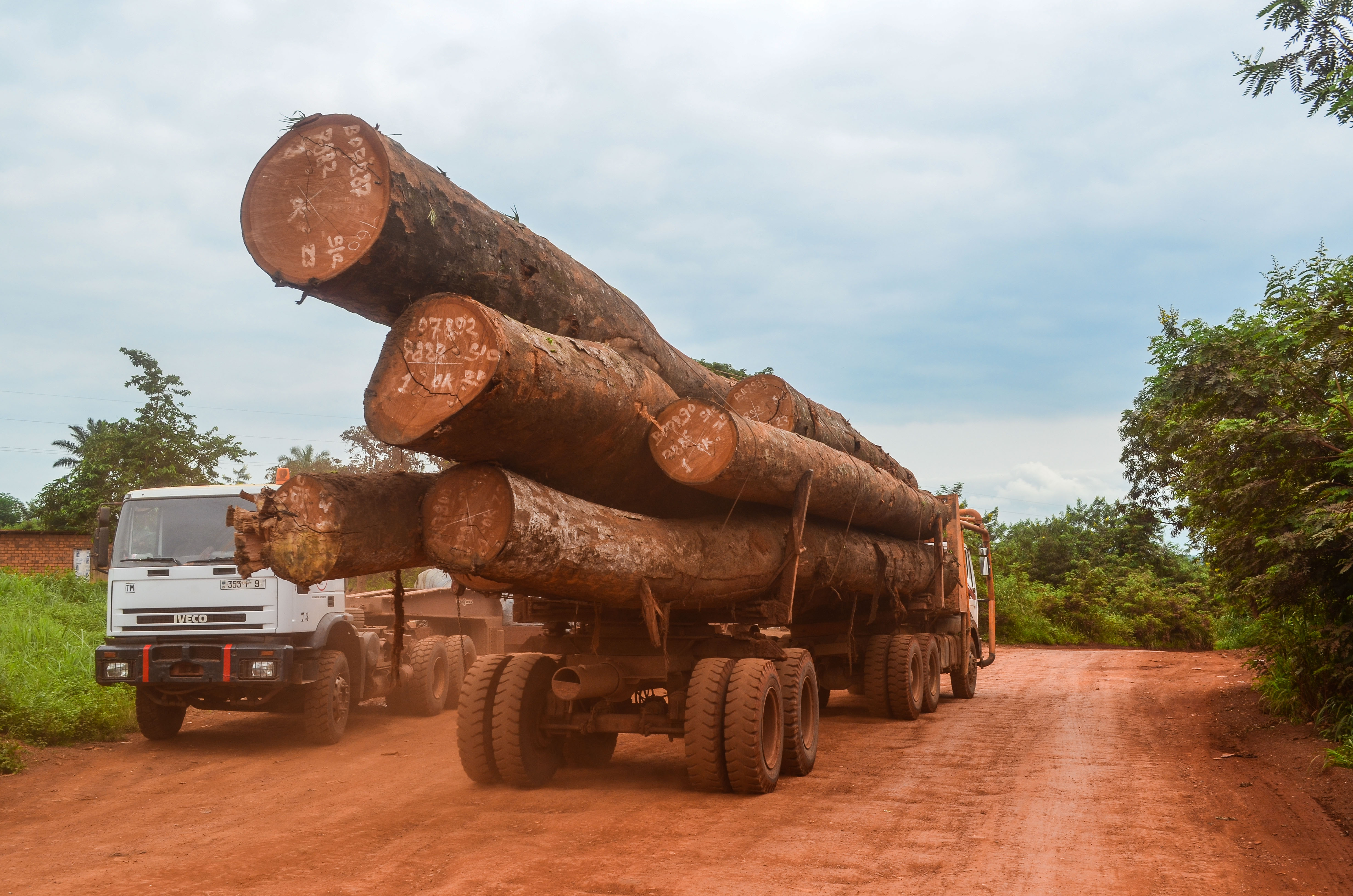 Governments, traders urged to stem Congo Basin timber trade
