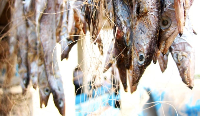 Where have Kerala's sardines gone?