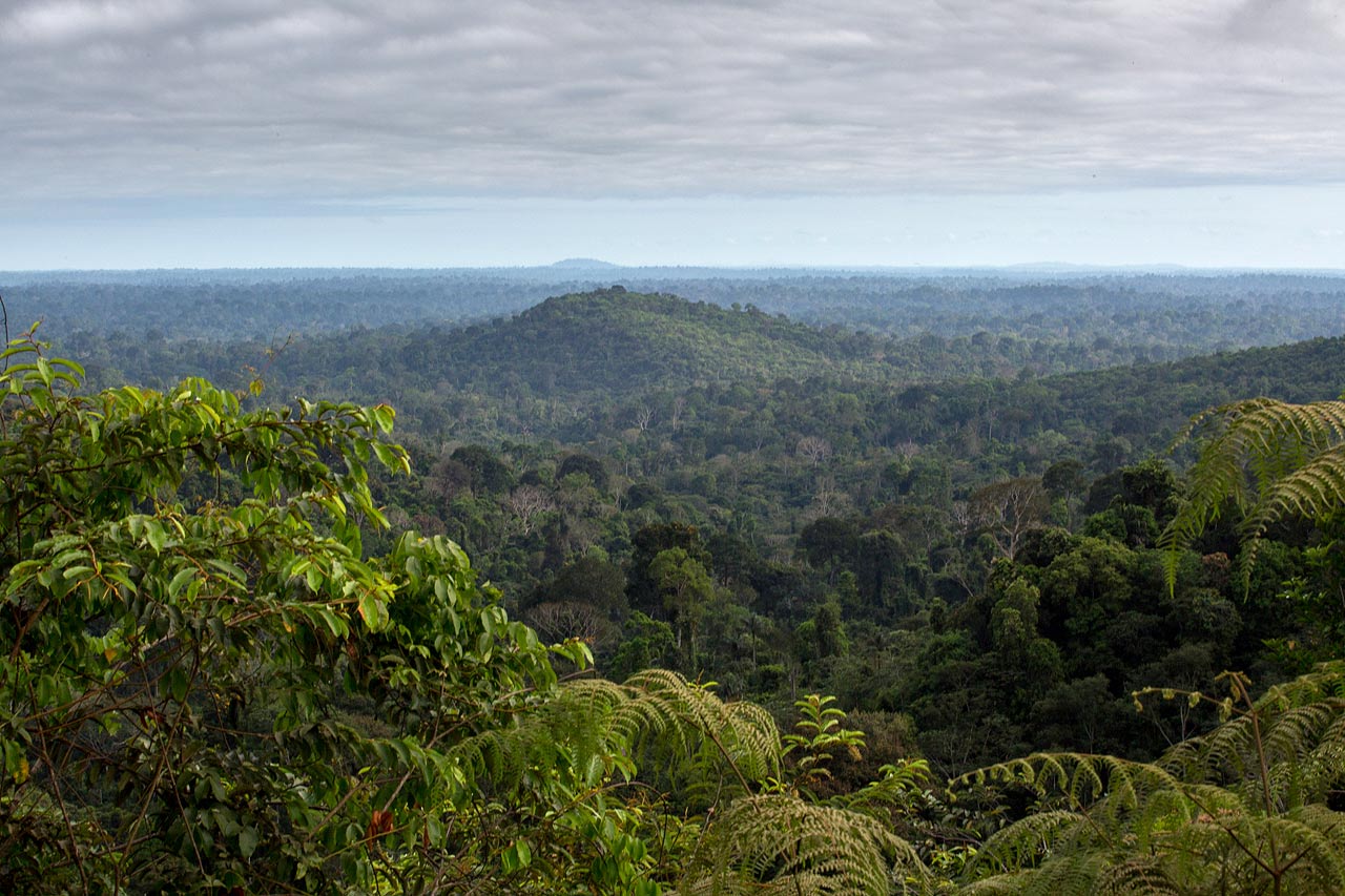 The end of the Amazon Rainforest has a date: 2260